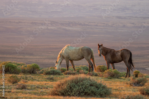 Wild Horses in the Colorado Desert in Summer