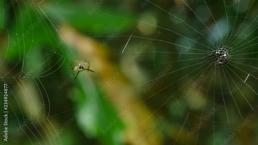 Spider (Hosselt's Spiny Spider) Building a web in forest, Thailand. Spider (Hosselt's Spiny Spider) Building a web in forest, Thailand.
