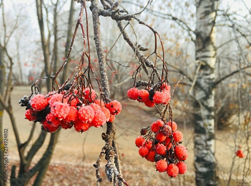 Red berries hang on a branch in late autumn