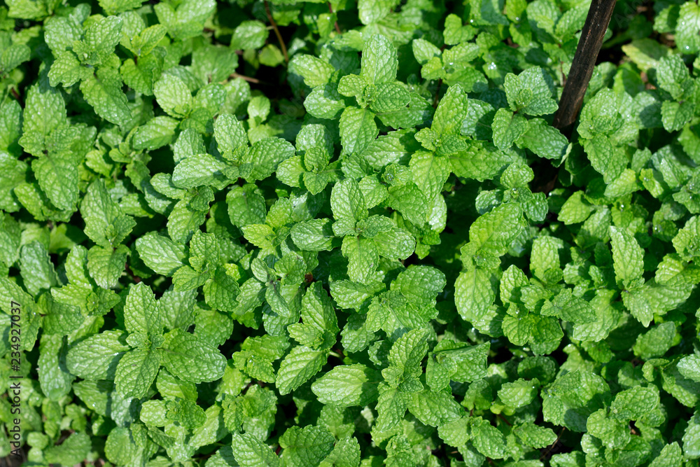 Fototapeta premium Mint leaves in garden