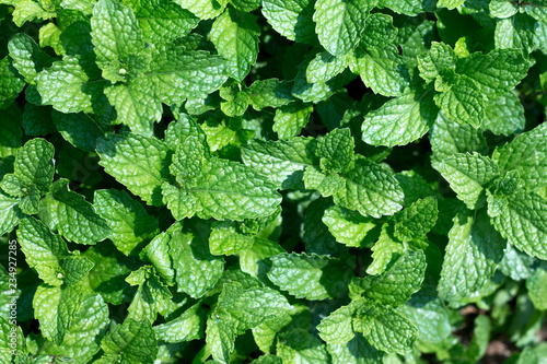 Mint leaves in garden