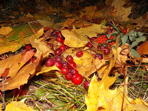 autumn leaves background