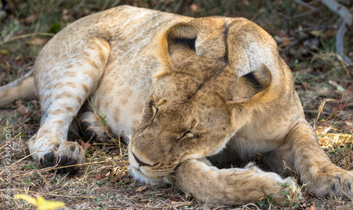 Fototapeta Naklejka Na Ścianę i Meble -  Schlafende Löwin