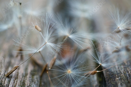 the dandelion flower  © Ismael