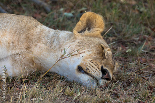Fototapeta Naklejka Na Ścianę i Meble -  schlafende Löwin