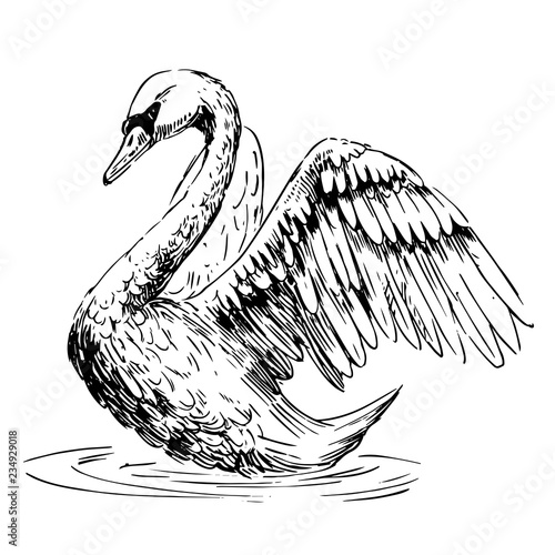 Sketch of swan. Hand drawn illustration converted to vector