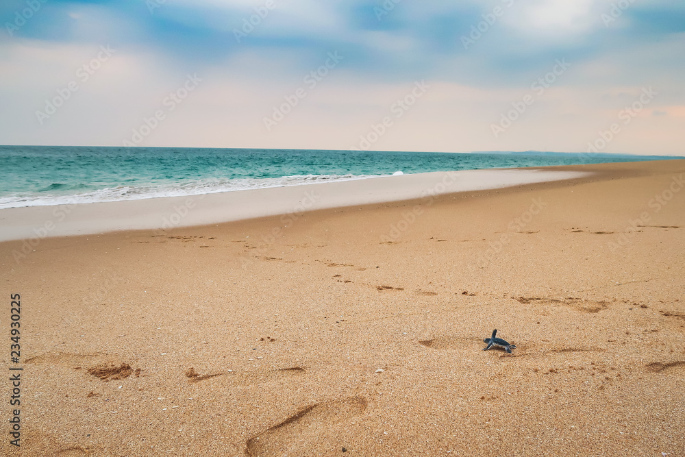 Φωτογραφία Happy baby sea turtle racing the last meters to the ocean, sri lanka