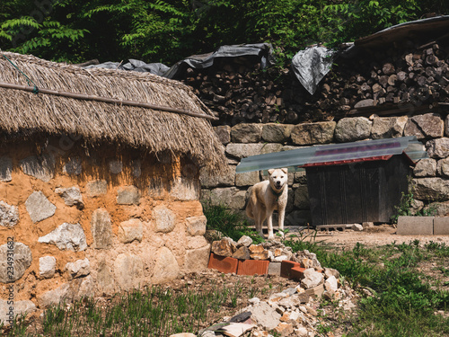 White dog in the traditional asian village in South Korea