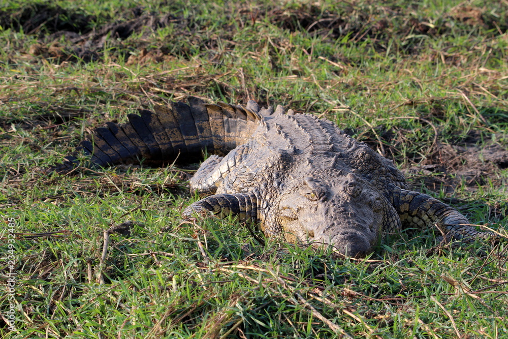 Krokodil am Chobe River