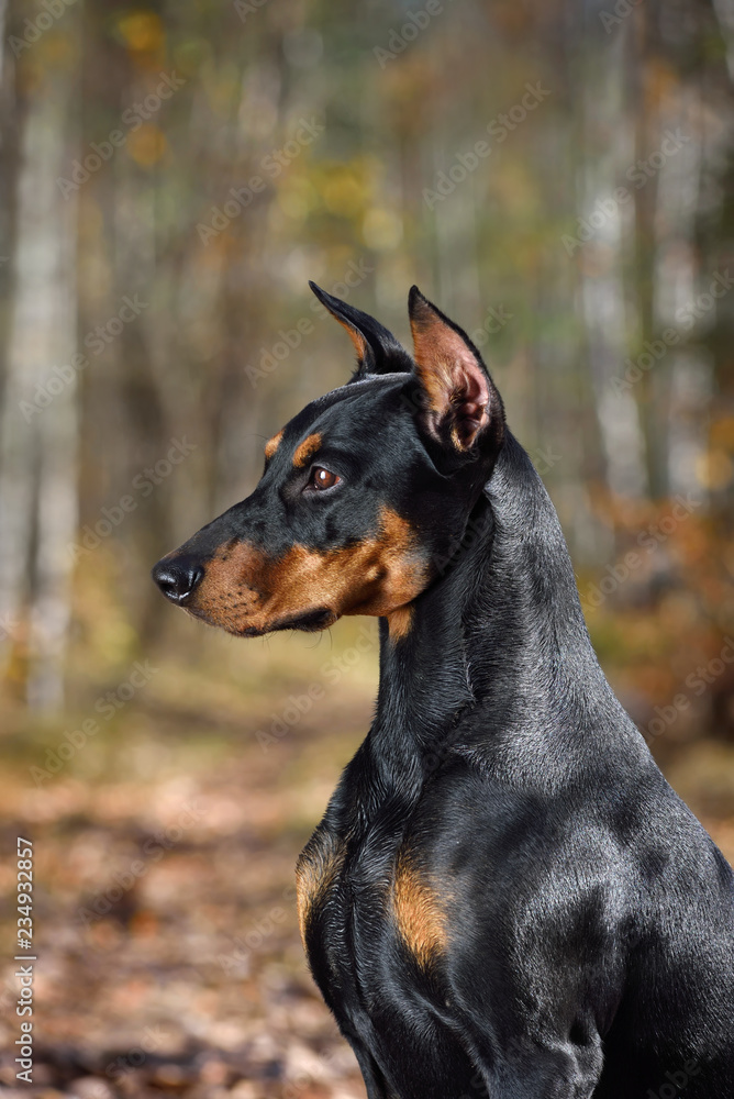 Portrait of doberman