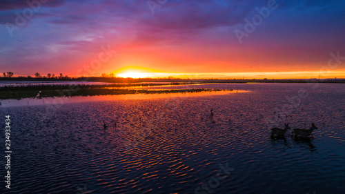 Animals on the backwaters at sunset © konradkerker