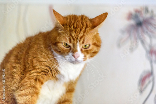 Fototapeta Naklejka Na Ścianę i Meble -  beautiful domestic cat