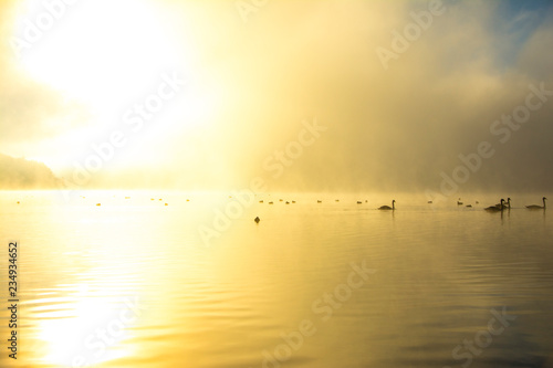 nature  desktop background  Board background  fog  sun  swans  white  lake  green  water  autumn  trees