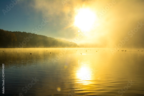 nature, desktop background, Board background, fog, sun, swans, white, lake, green, water, autumn, trees © igrant