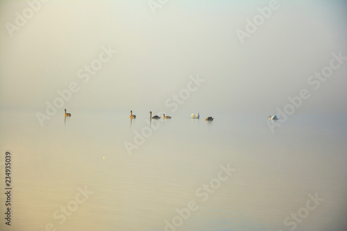 nature  desktop background  Board background  fog  sun  swans  white  lake  green  water  autumn  trees