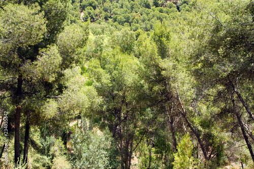 Forests in Andalucia