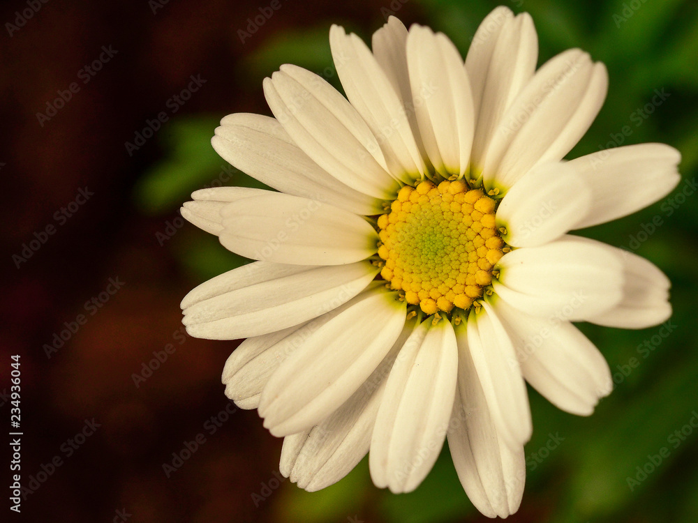 Obraz premium flower 02