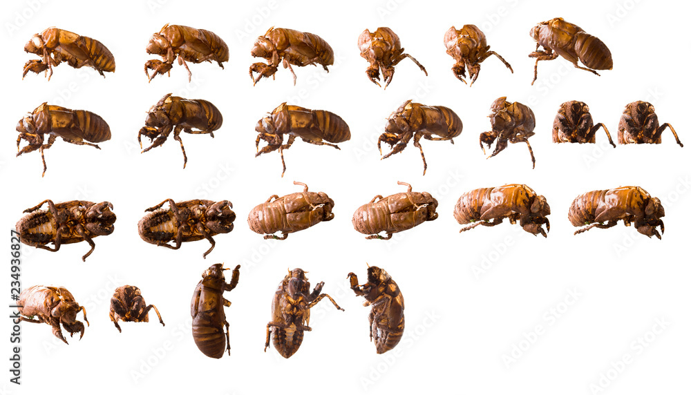 Fototapeta premium cicada on white background