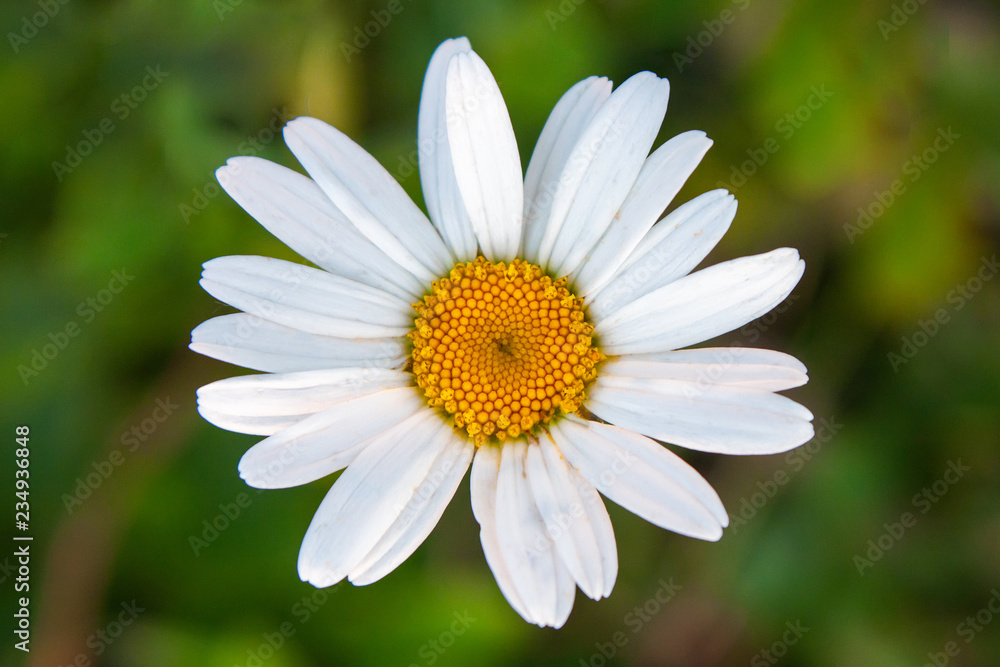One chamomile flower, daisy against a background of green grass. Top view, close up One chamomile flower, daisy against a background of green grass. Top view, close up