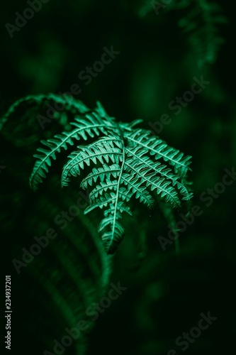 the fern plant