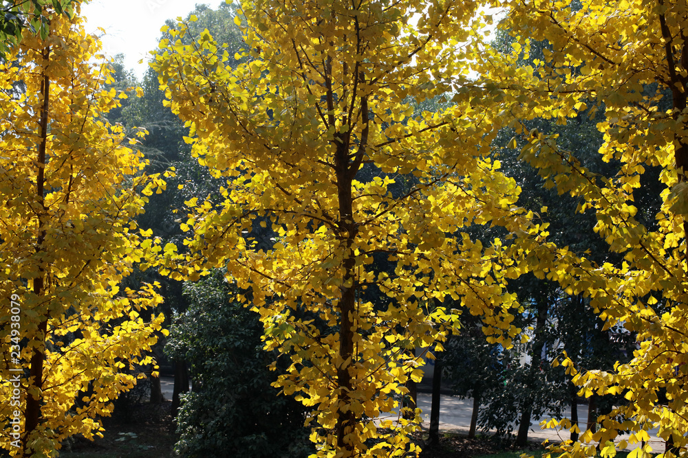  Autumn ginkgo trees1