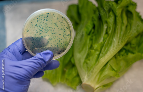 E. coli bacterial culture plate with background of romaine lettuce