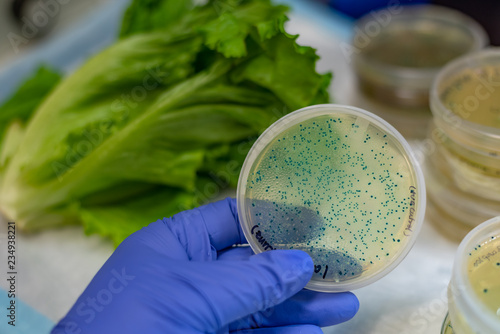 E coli contamination in romaine lettuce photo