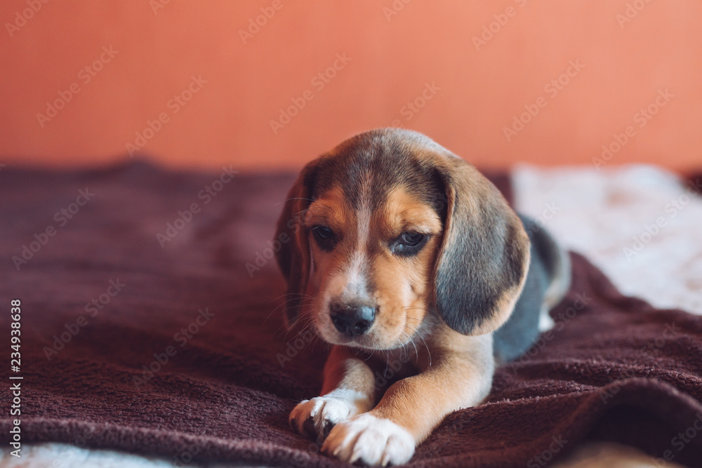 Small hound Beagle dog playing at home on the bed.