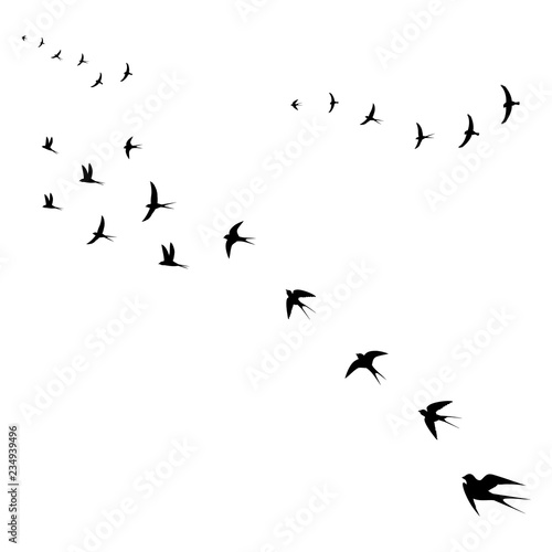 birds fly to warm countries © elisabetaaa