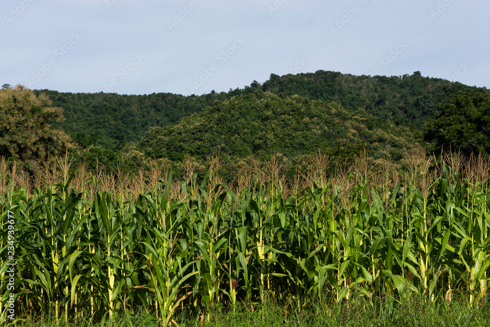 Landscapes corn field with the big green mountains in rural farming area. Khlong Lan Kamphaeng Phet Thailand.