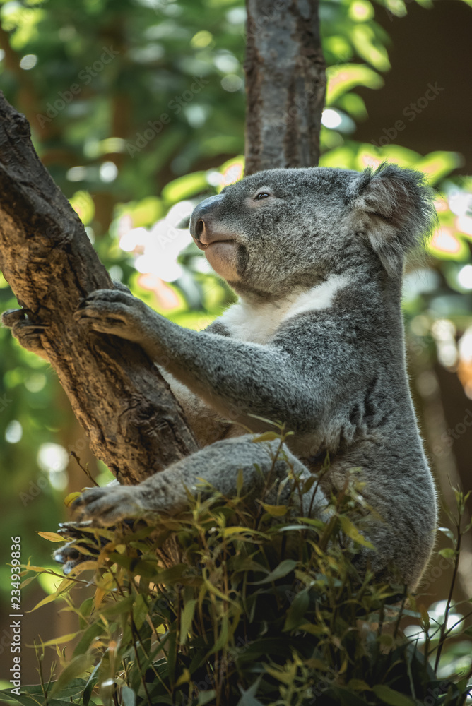 Fototapeta premium A resting squirrel