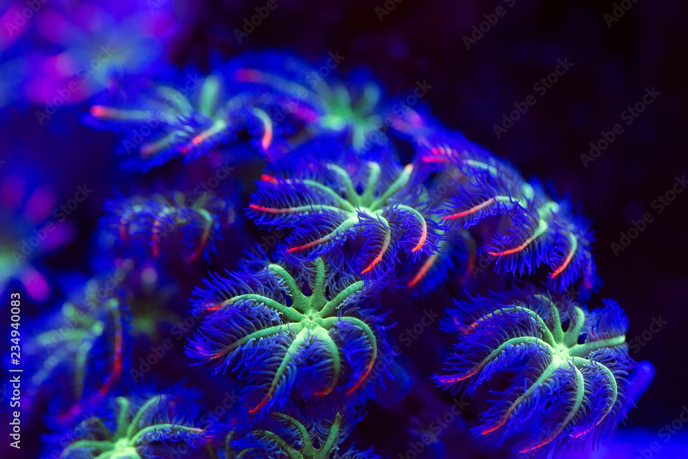 Fototapeta premium Corals in a marine aquarium.