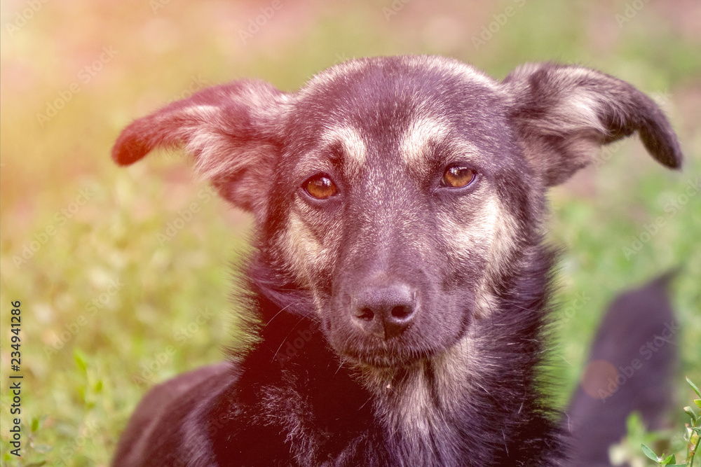 Portrait of a homeless dog mongrels Portrait of a homeless dog mongrels