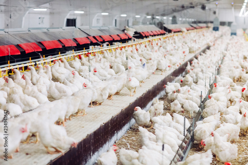 Indoors chicken farm, chicken feeding