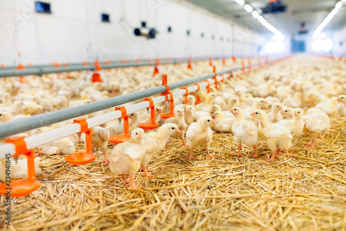 Photo Indoors chicken farm, chicken feeding
