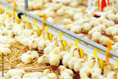 Indoors chicken farm, chicken feeding