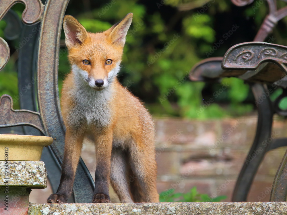 Obraz premium Fox watching