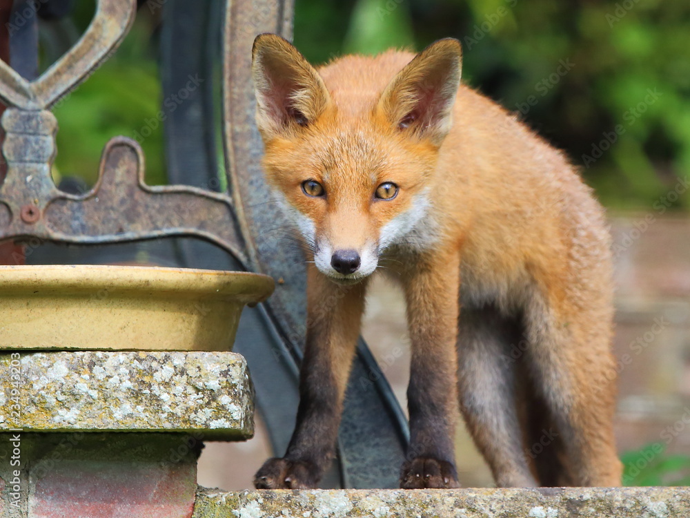 Fototapeta premium red fox vulpes
