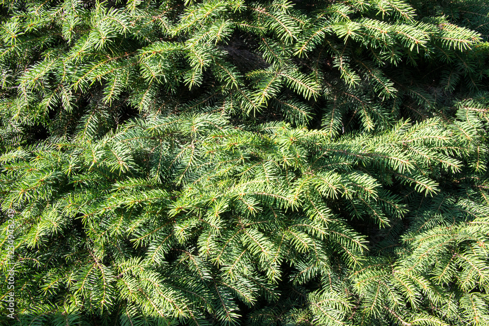 Christmas tree closeup. beautiful festive background Christmas tree closeup. beautiful festive background