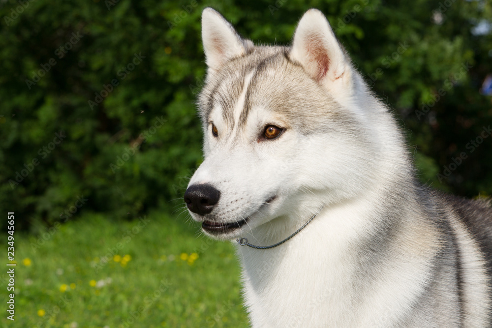 Husky dog outside in green background.