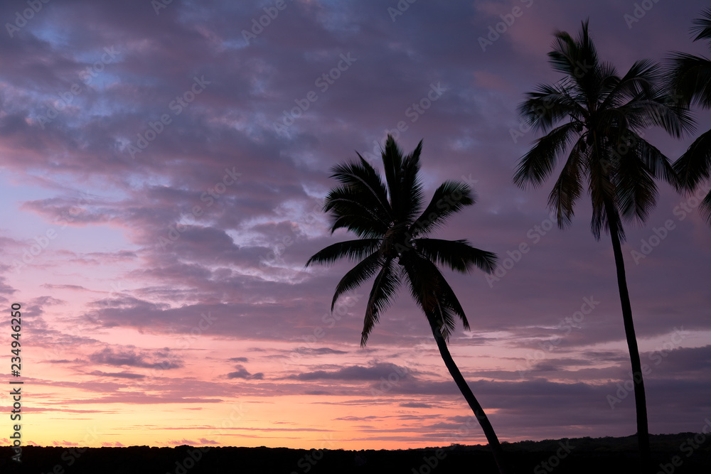 Palm Trees, The Beach at Pu'uhonua O Honaunau, the Big Island, Hawaii	