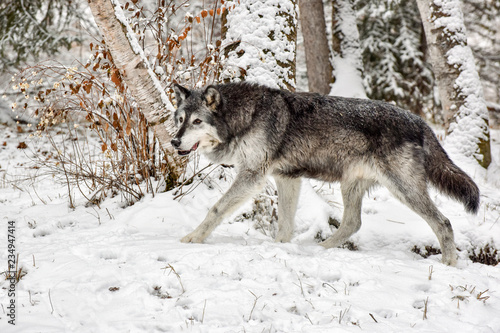 Tundra Wolf Walking through Birch Trees 3
