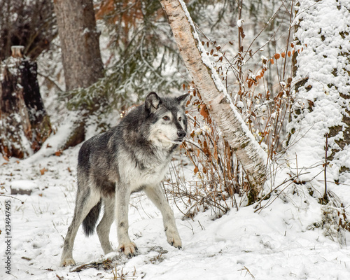 Tundra Wolf Walking through Birch Trees 4 © Evelyn