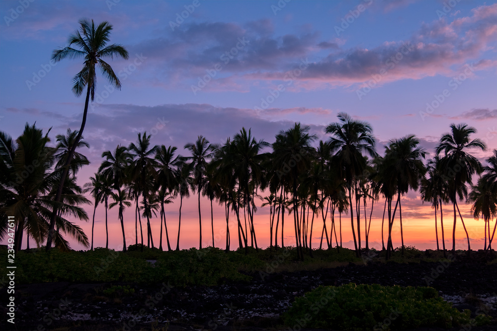 Palm Trees, The Beach at Pu'uhonua O Honaunau, the Big Island, Hawaii	