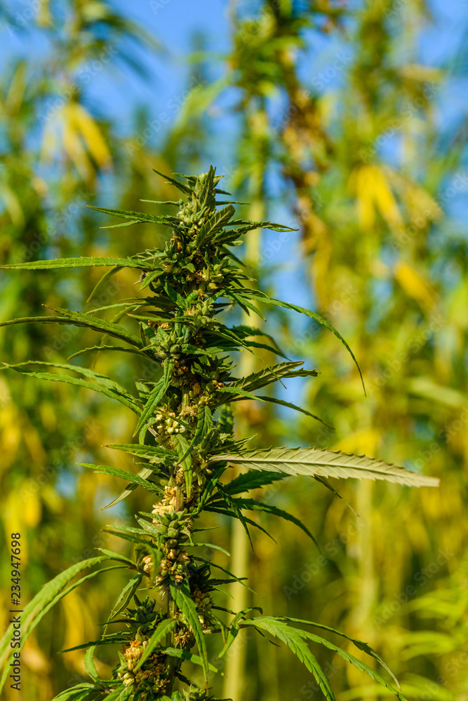 Closeup of green medical cannabis plant Closeup of green medical cannabis plant