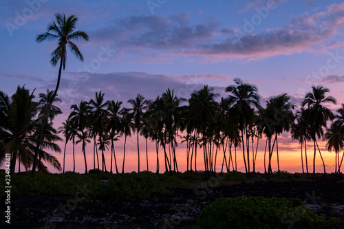 Palm Trees, The Beach at Pu'uhonua O Honaunau, the Big Island, Hawaii 