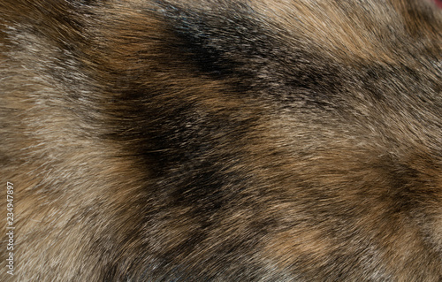 fur animal fur red orange fluffy warm for the manufacture of clothing for design background