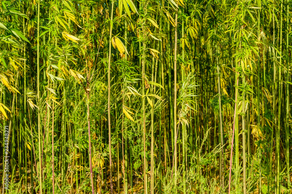 Field of the medical cannabis plant on summer Field of the medical cannabis plant on summer