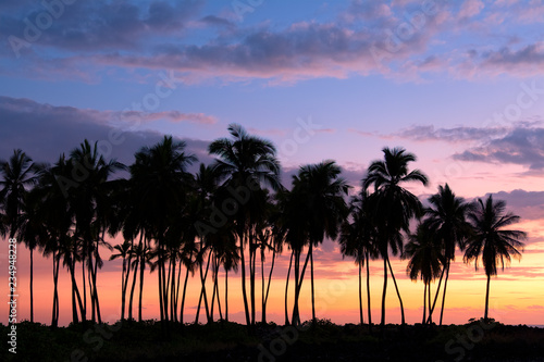 Palm Trees, The Beach at Pu'uhonua O Honaunau, the Big Island, Hawaii 