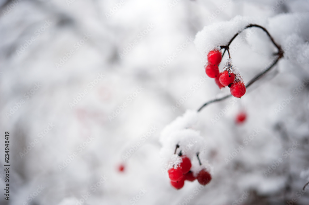 Snow covered branch and red berries Snow covered branch and red berries